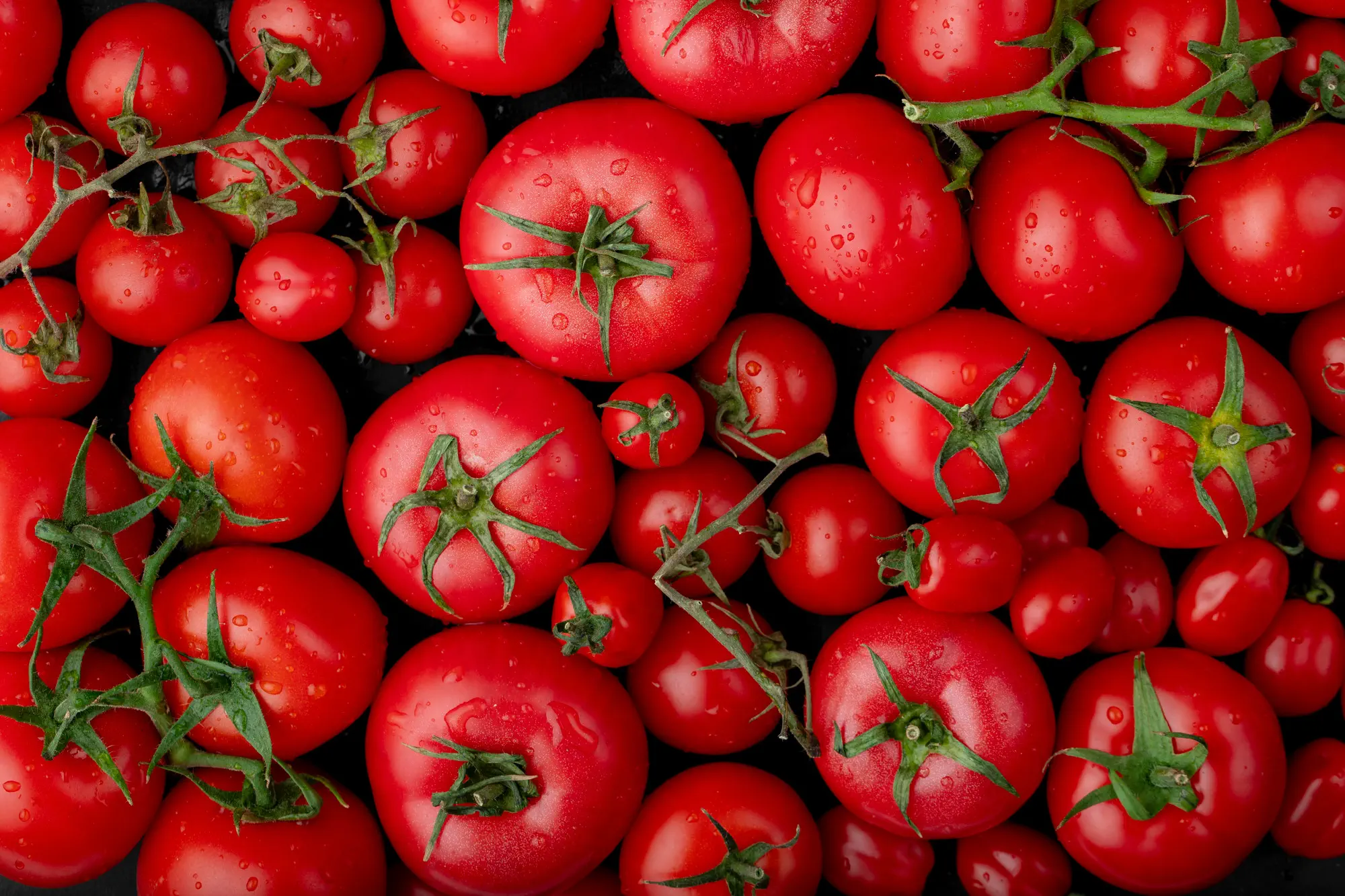 томатна продукція